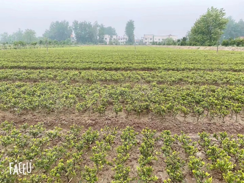 栀子花，栀子花苗，栀子花鲜花，栀子花切花