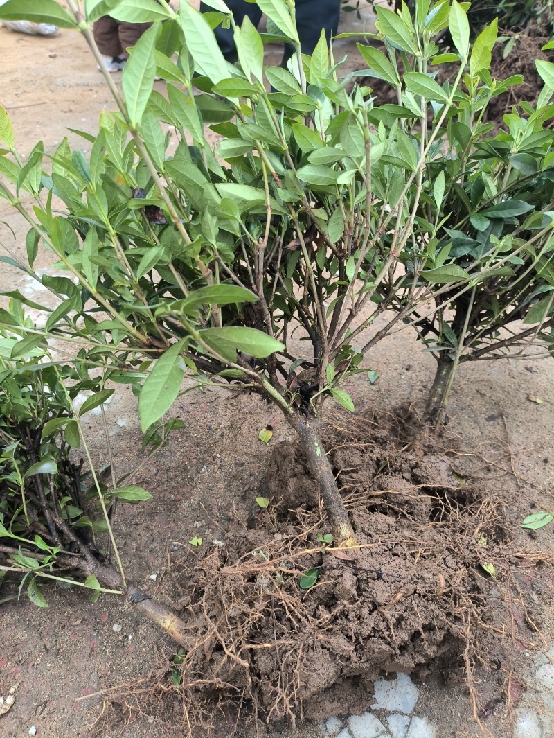栀子花，栀子花苗，栀子花鲜花，栀子花切花