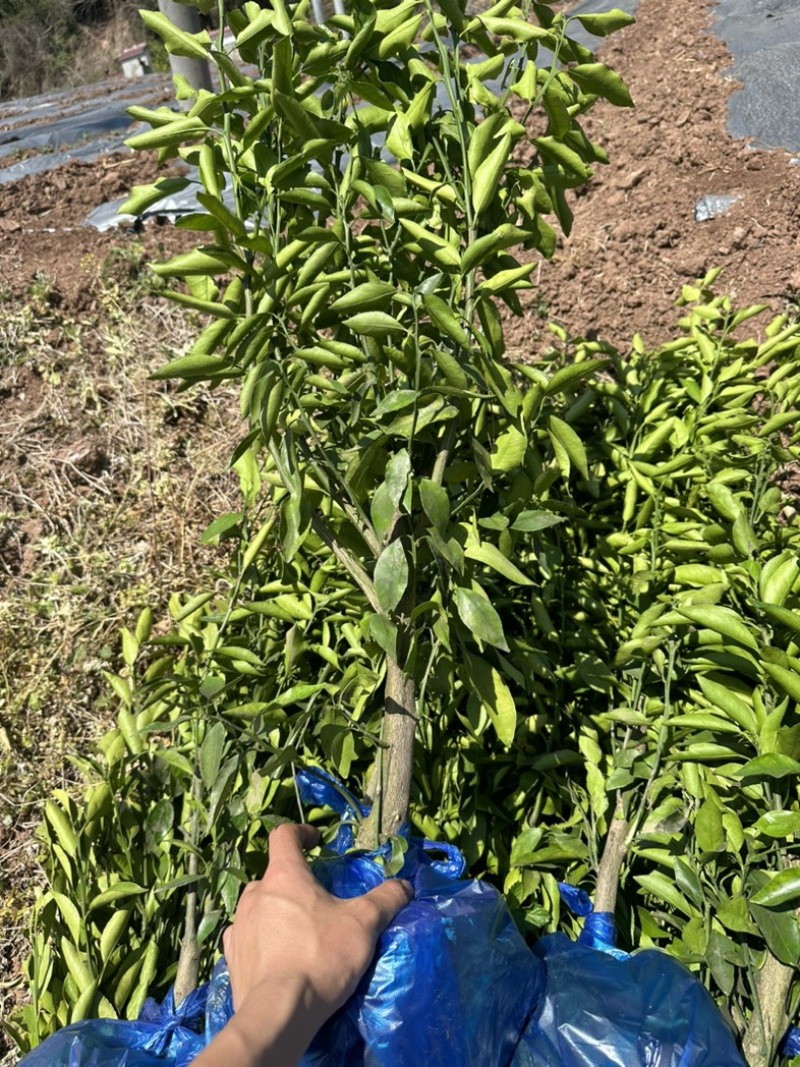 红橘粘木耙耙柑