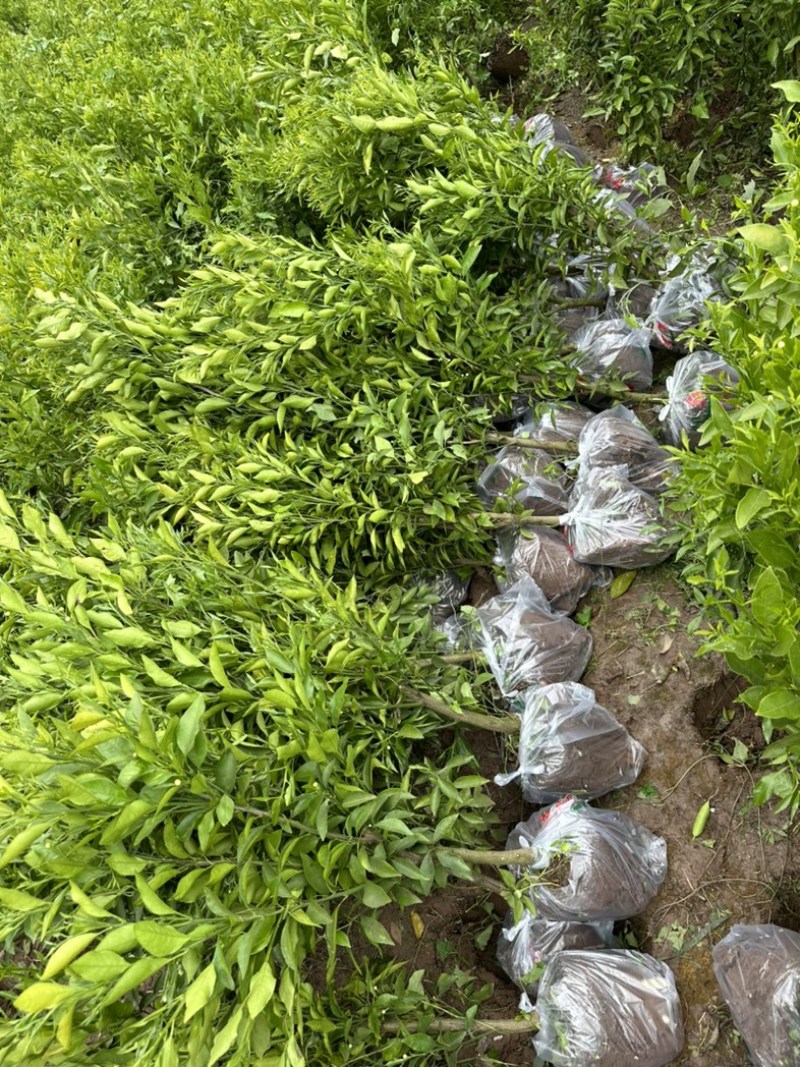 红橘粘木耙耙柑