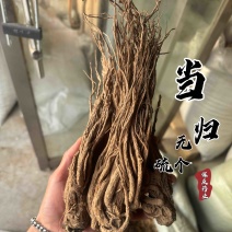 当归个无硫岷县当归正品实拍现货保庆药业