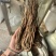 当归个无硫岷县当归正品实拍现货保庆药业