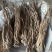 当归个无硫岷县当归正品实拍现货保庆药业