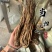 当归个无硫岷县当归正品实拍现货保庆药业