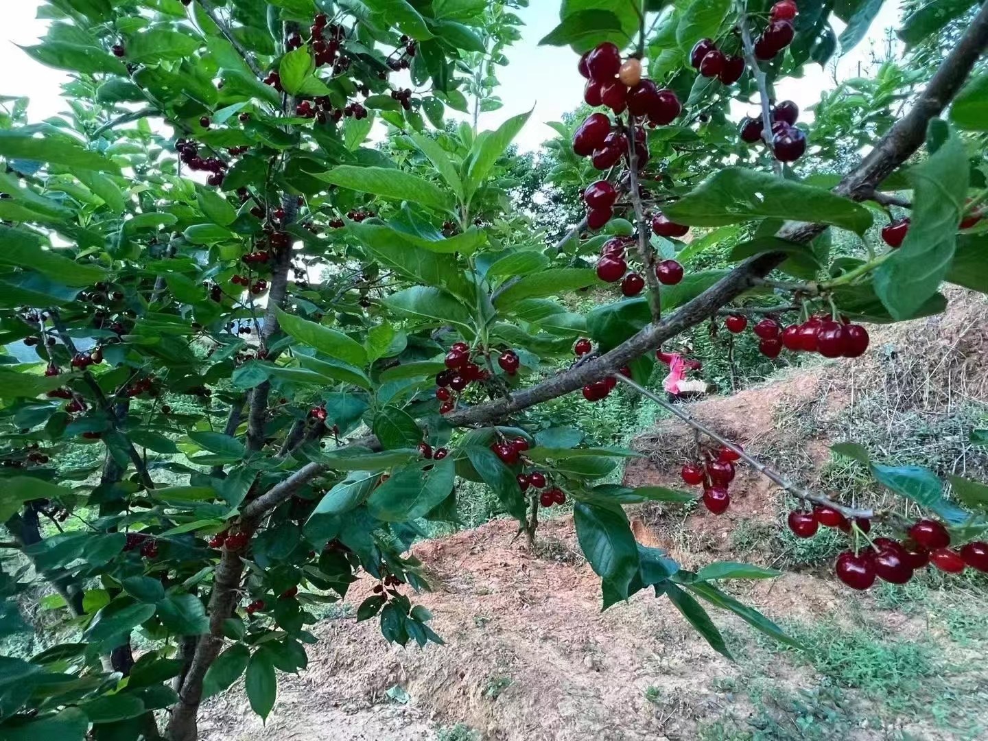 果园中的518油桃挂果情况