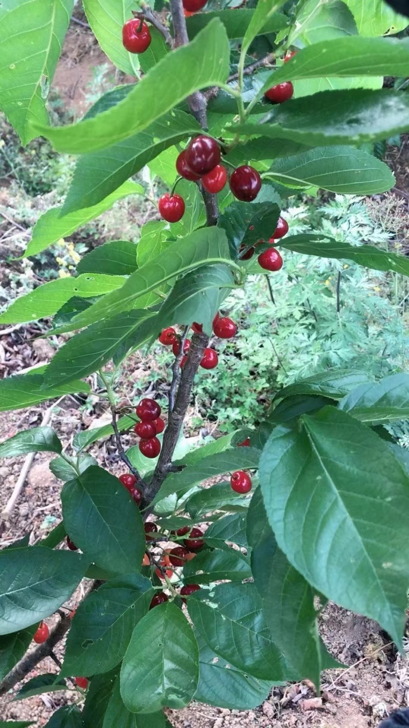 樱桃棕树湾樱桃黄草樱桃