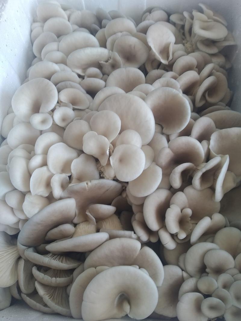 《鲜平菇》安徽新鲜采摘产地直供常年供应可全国发货