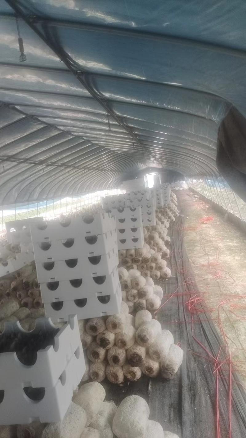 《鲜平菇》安徽新鲜采摘产地直供常年供应可全国发货