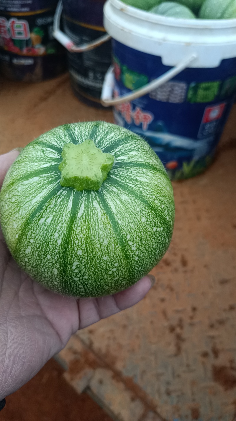 小南瓜嫩南瓜现采现发，对接市场电商