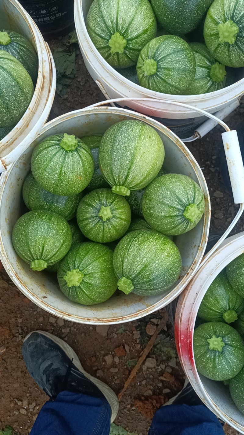 小南瓜嫩南瓜现采现发，对接市场电商