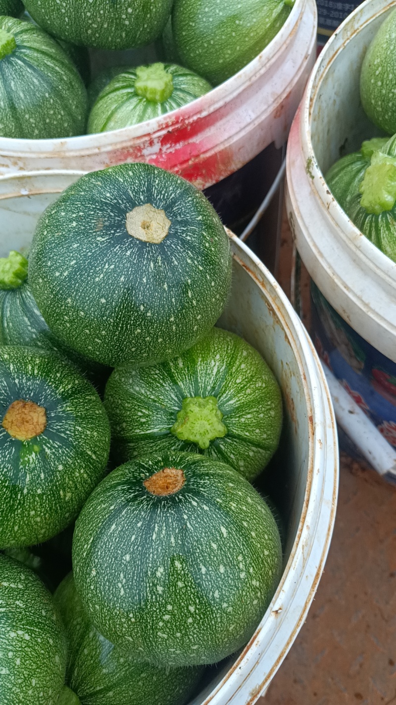 小南瓜嫩南瓜现采现发，对接市场电商