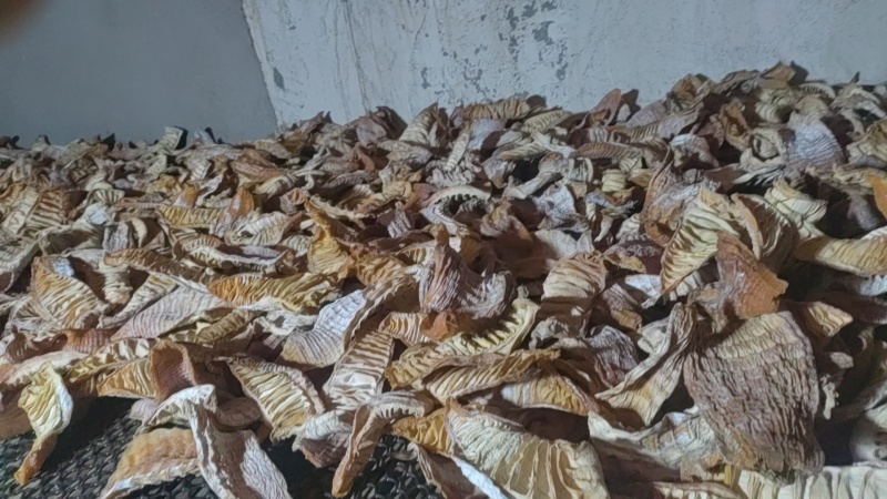 无硫玉兰小片，毛竹小片