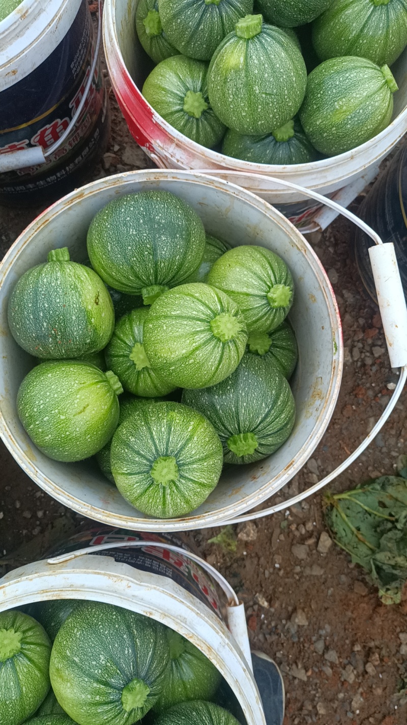 嫩南瓜。小南瓜。高山小南瓜，品质优良，物美价廉