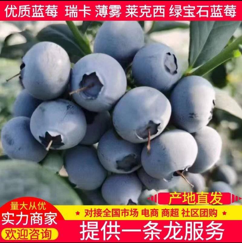 【山东蓝莓】/莱克西/L25/云雀/等品种坏烂包赔全国发货