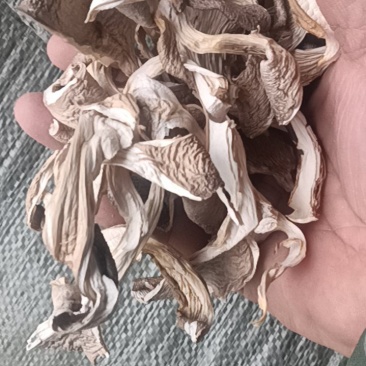 新货。货源靠谱。干平菇，平菇干