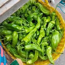 广西钦州新苗辣椒大量上市了，欢迎四面八方的老板来采购。