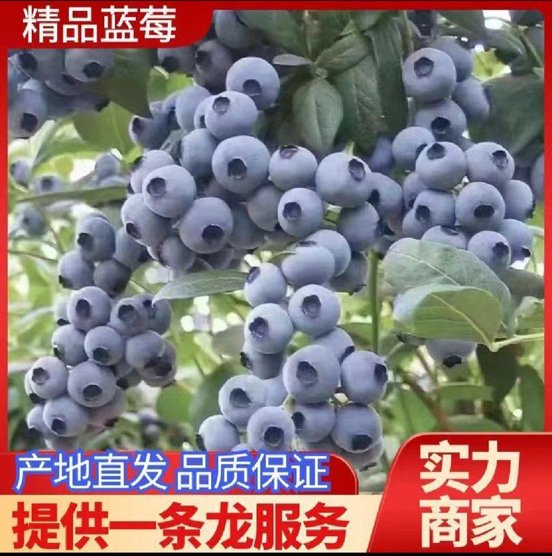 【蓝莓】品种齐全/果农直采/代发全国/保质保量山东蓝莓电联