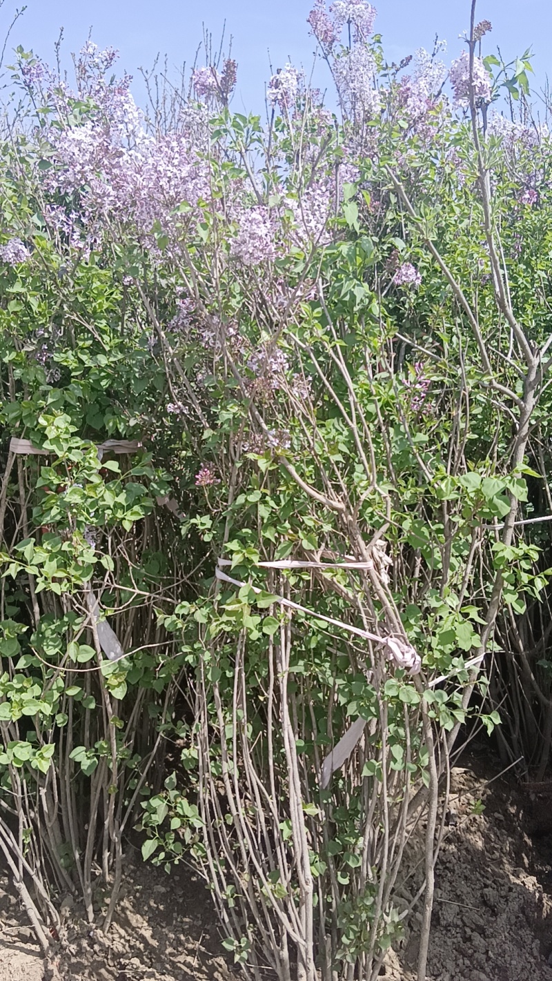 丛生丁香1.5米冠幅，，1.8米左右高度，质量保证，