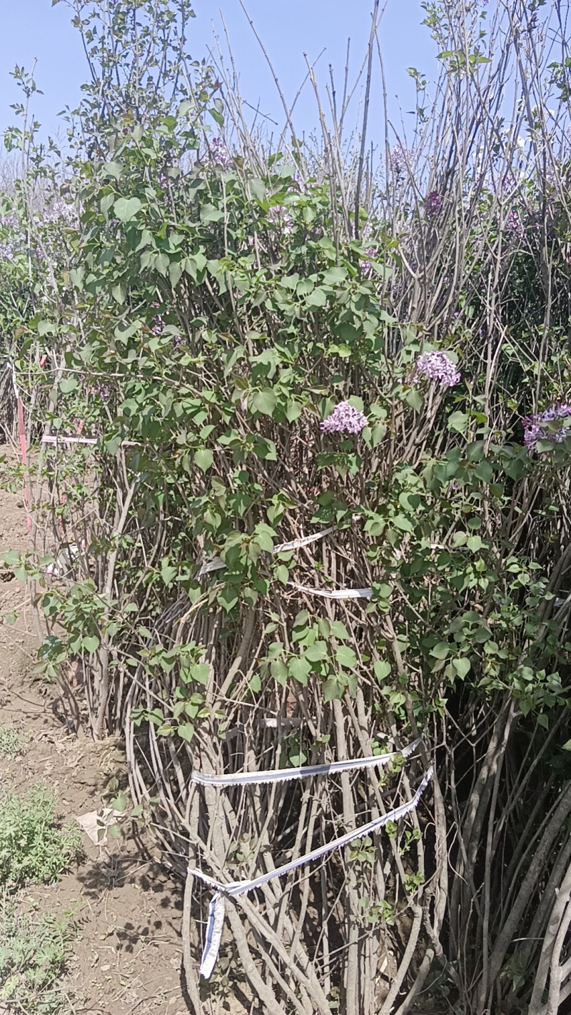 丛生丁香1.5米冠幅，，1.8米左右高度，质量保证，
