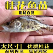 鳜鱼苗桂花斑鳜鱼苗大眼翘嘴凶猛路亚肉食淡水养殖鳜鱼大眼鳜