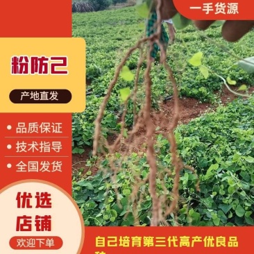 江西地道粉防己苗2年大苗，万亩基地直发免费技术指导欢迎咨