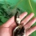 鳜鱼苗桂花斑鳜鱼苗大眼翘嘴凶猛路亚肉食淡水养殖鳜鱼大眼鳜