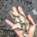 鳜鱼苗桂花斑鳜鱼苗大眼翘嘴凶猛路亚肉食淡水养殖鳜鱼大眼鳜