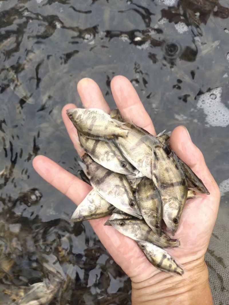 鳜鱼苗桂花斑鳜鱼苗大眼翘嘴凶猛路亚肉食淡水养殖鳜鱼大眼鳜