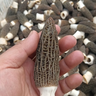 羊肚菌
