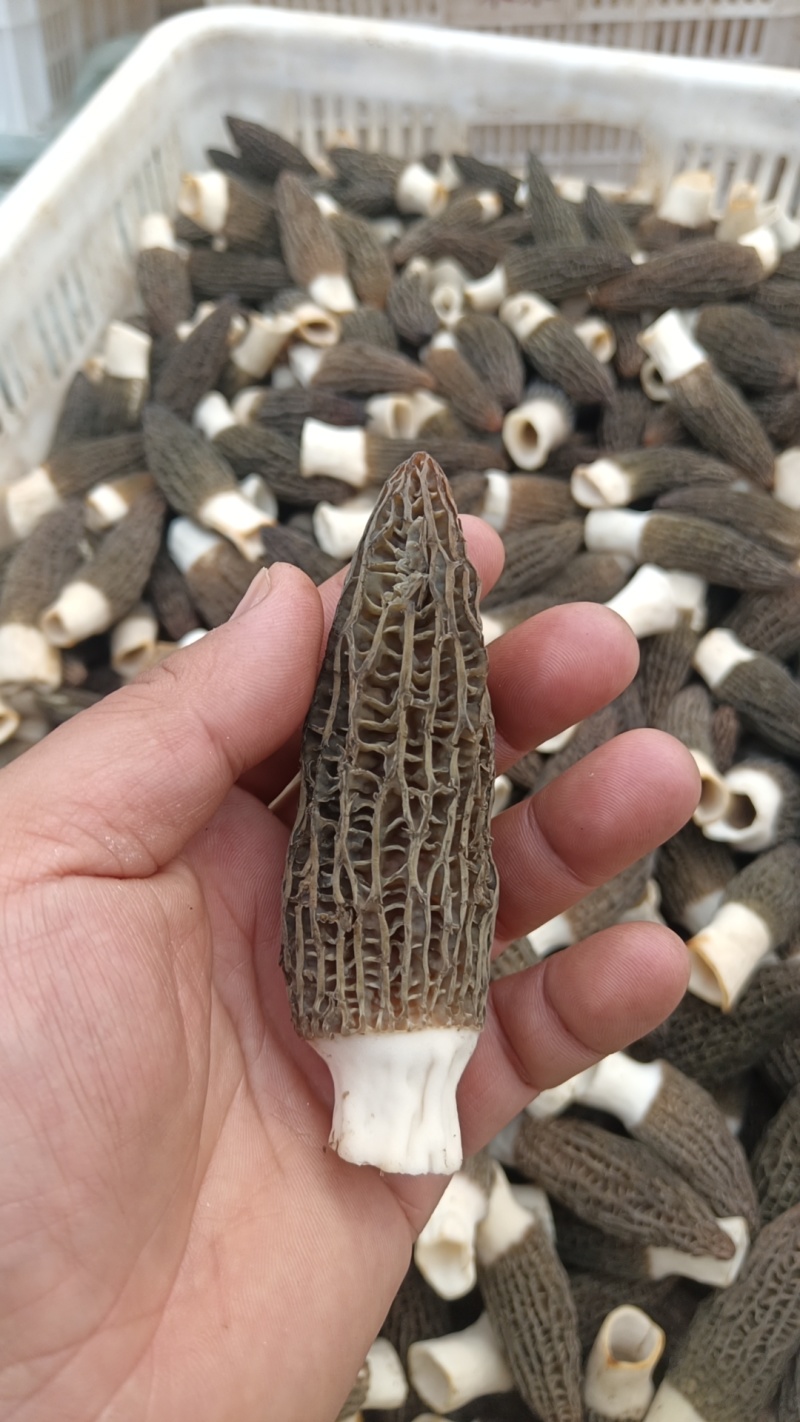 羊肚菌