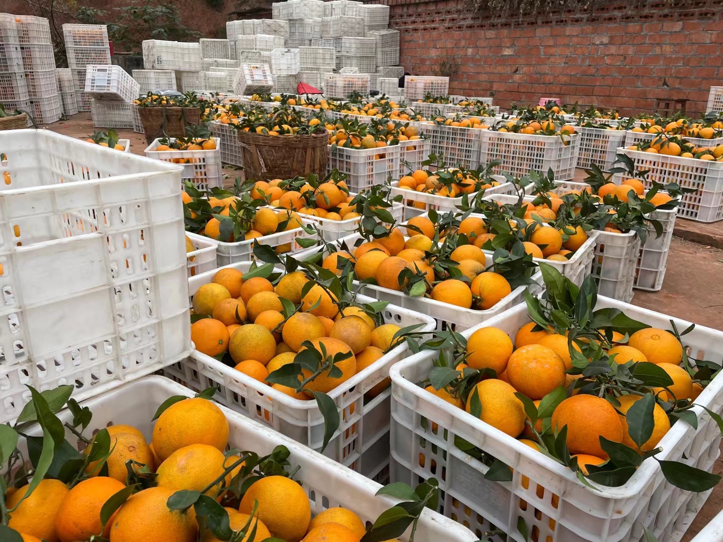 超市货架上整齐摆放的春见耙耙柑,标签上标注“春见耙耙柑,皮薄易剥,甜过初恋”等宣传语 春见耙耙柑在超市货架上的陈列图