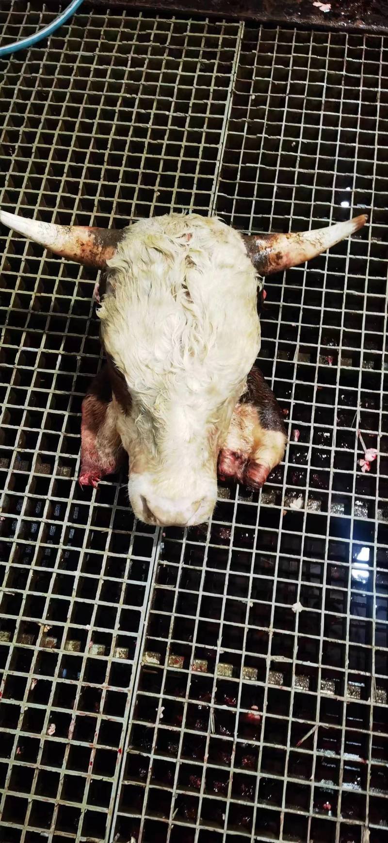 西门塔尔黄牛头