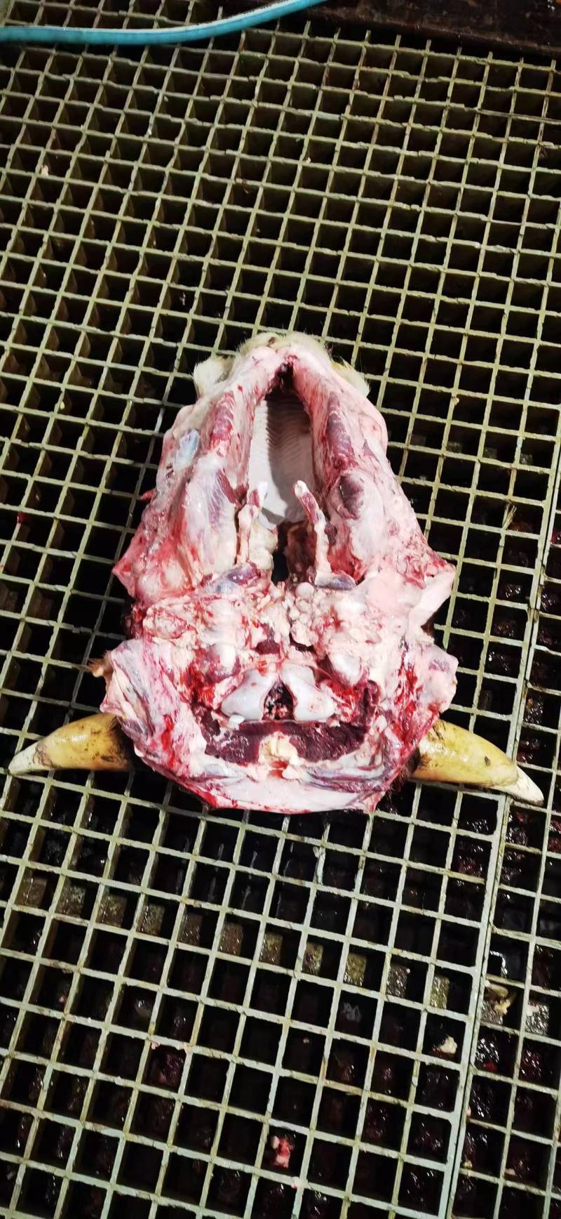 西门塔尔黄牛头