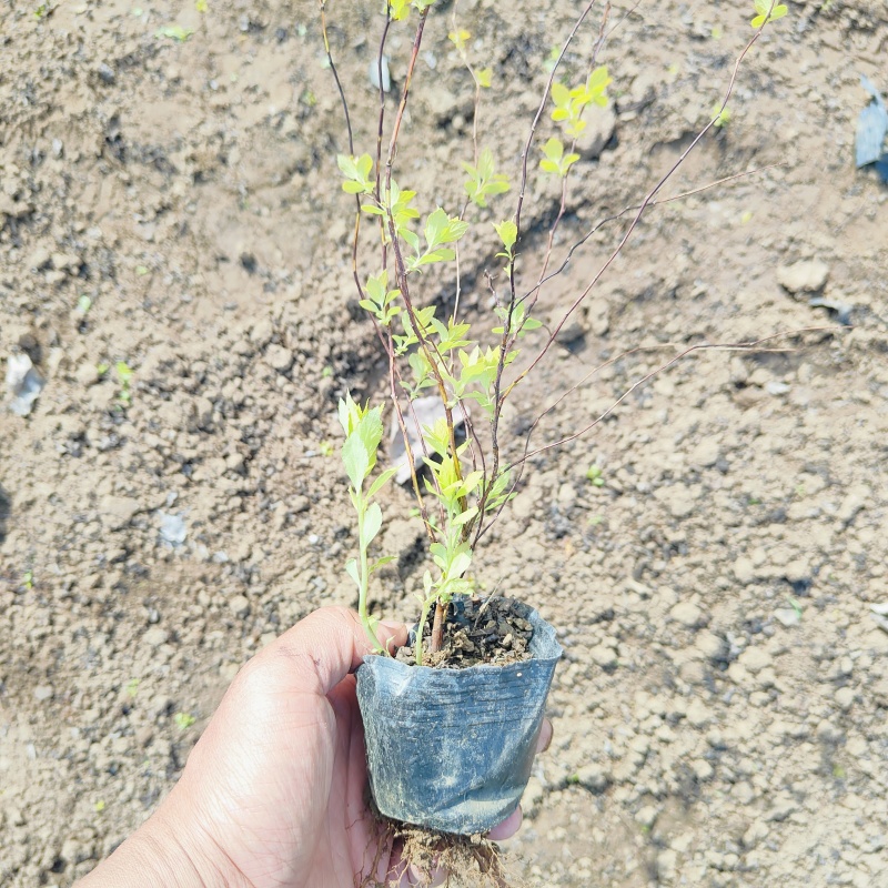 金焰绣线菊，金山绣线菊工程苗，常年有货