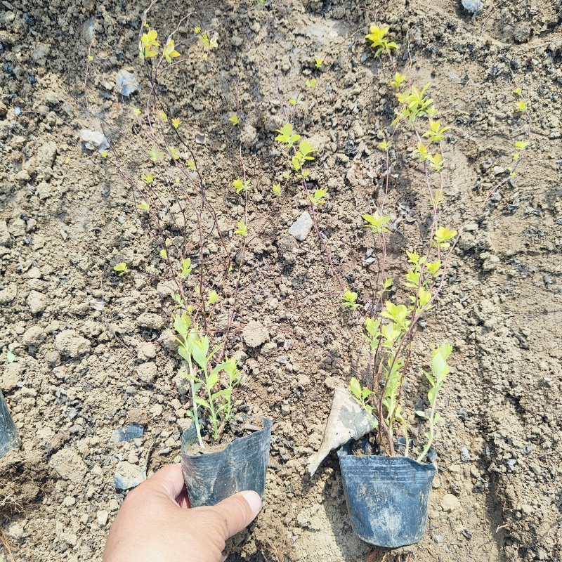 金焰绣线菊，金山绣线菊工程苗，常年有货