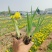 德国鸢尾，黄花，紫花，红花等色，基地现货