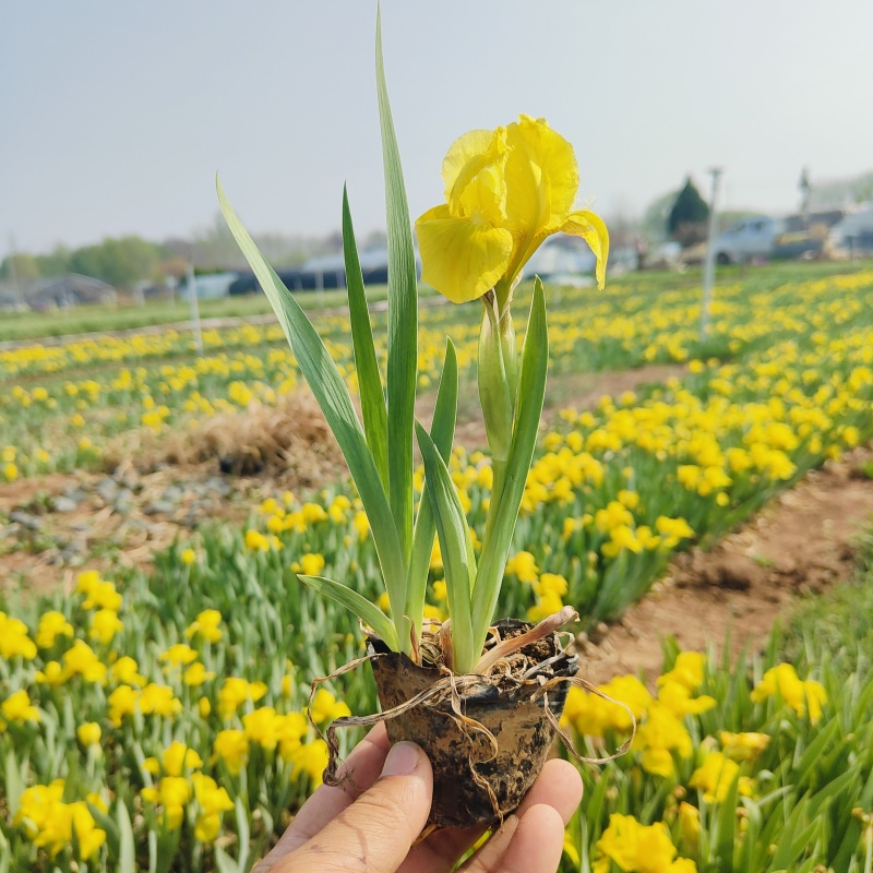 德国鸢尾，黄花，紫花，红花等色，基地现货