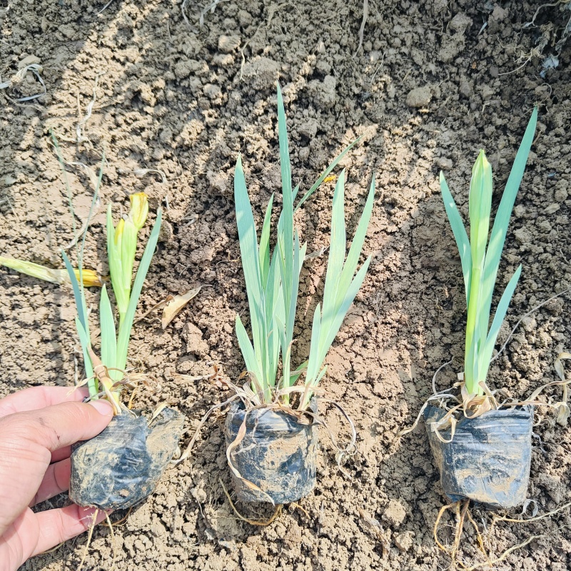 德国鸢尾，黄花，紫花，红花等色，基地现货