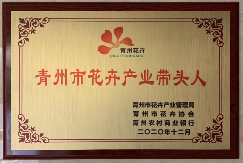 德国鸢尾，黄花，紫花，红花等色，基地现货