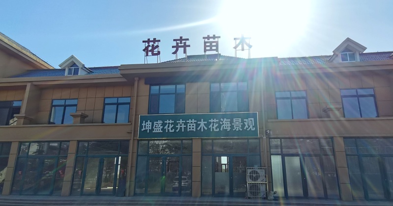 德国鸢尾，黄花，紫花，红花等色，基地现货