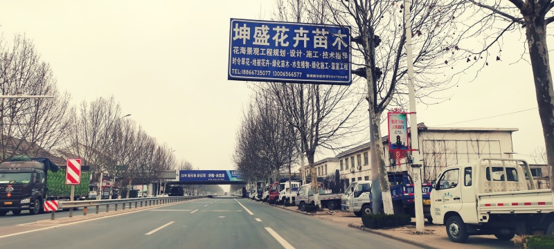 德国鸢尾，黄花，紫花，红花等色，基地现货