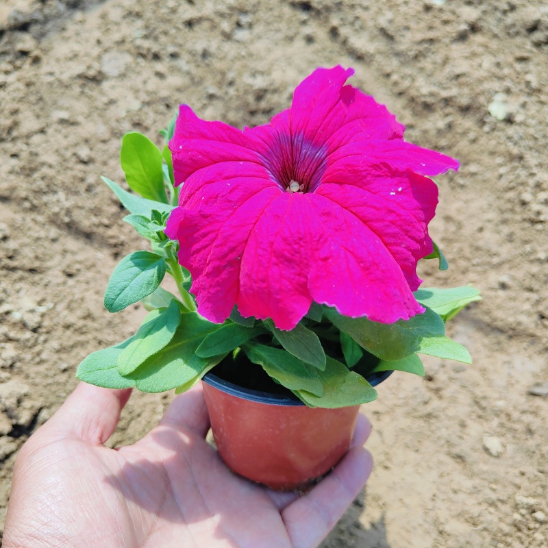 小牵牛花，矮牵牛花，花色玫红大红蓝色，基地现货