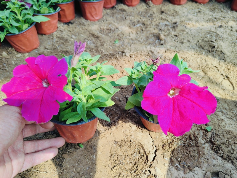 小牵牛花，矮牵牛花，花色玫红大红蓝色，基地现货