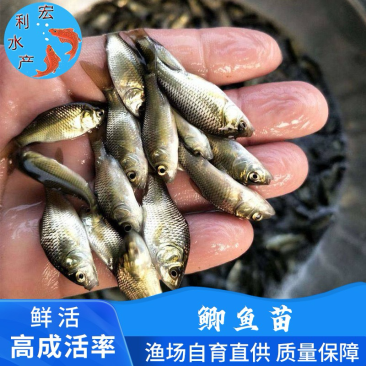 ￼鲫鱼苗中科5号鲫鱼苗抗病良种长速快