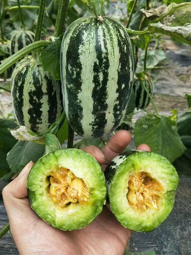博洋9号甜瓜香瓜河北甜瓜甜瓜保熟保甜量大全国发货价格可谈