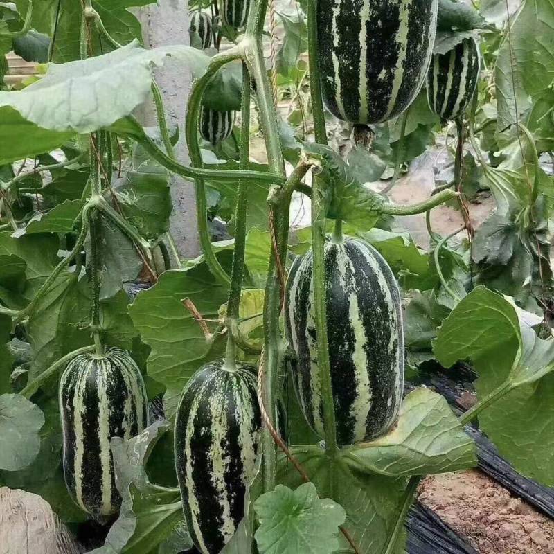 博洋9号甜瓜香瓜河北甜瓜甜瓜保熟保甜量大全国发货价格可谈