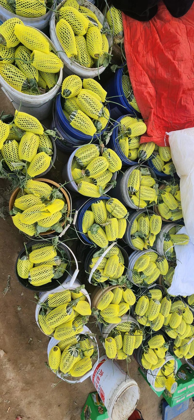 博洋9号甜瓜香瓜河北甜瓜甜瓜保熟保甜量大全国发货价格可谈