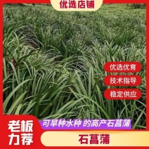 精品石菖蒲苗，基地直供提供技术指导死苗补发稳定供货