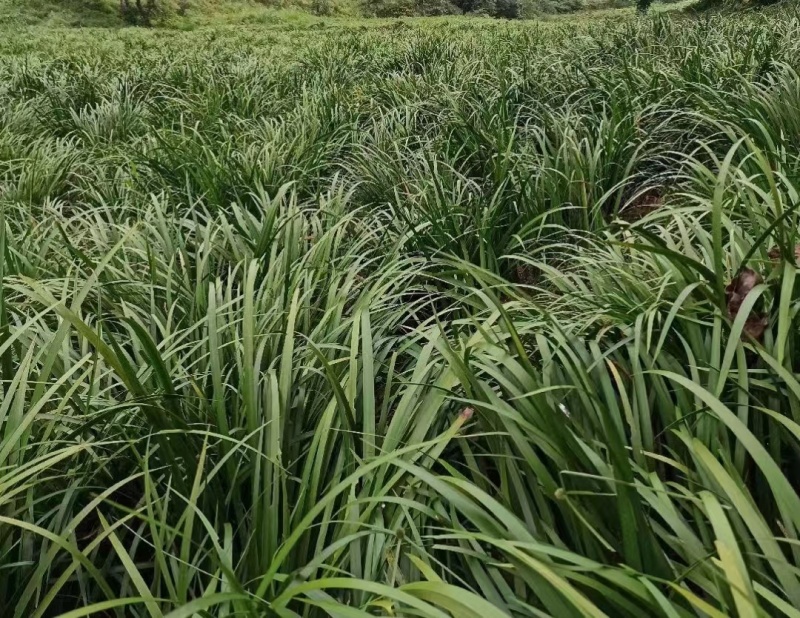 精品石菖蒲苗，基地直供提供技术指导死苗补发稳定供货