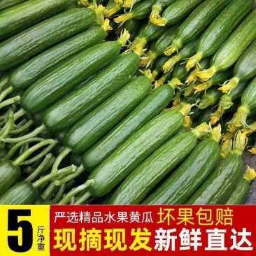 （一件代发）荷兰小黄瓜电商平台对接美团多多供应仓落地！！